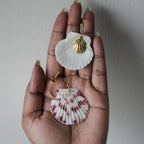 Coastal Muse Shell Hoops